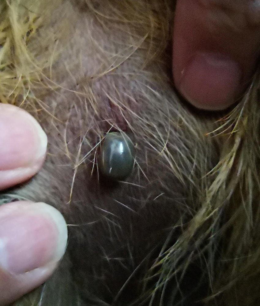 Fully engorged tick