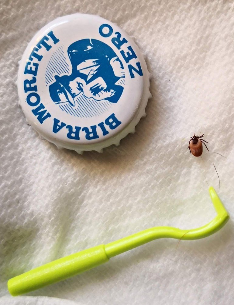tick compared with beer-bottle top