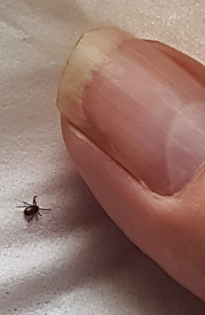 tick with thumb nail comparison