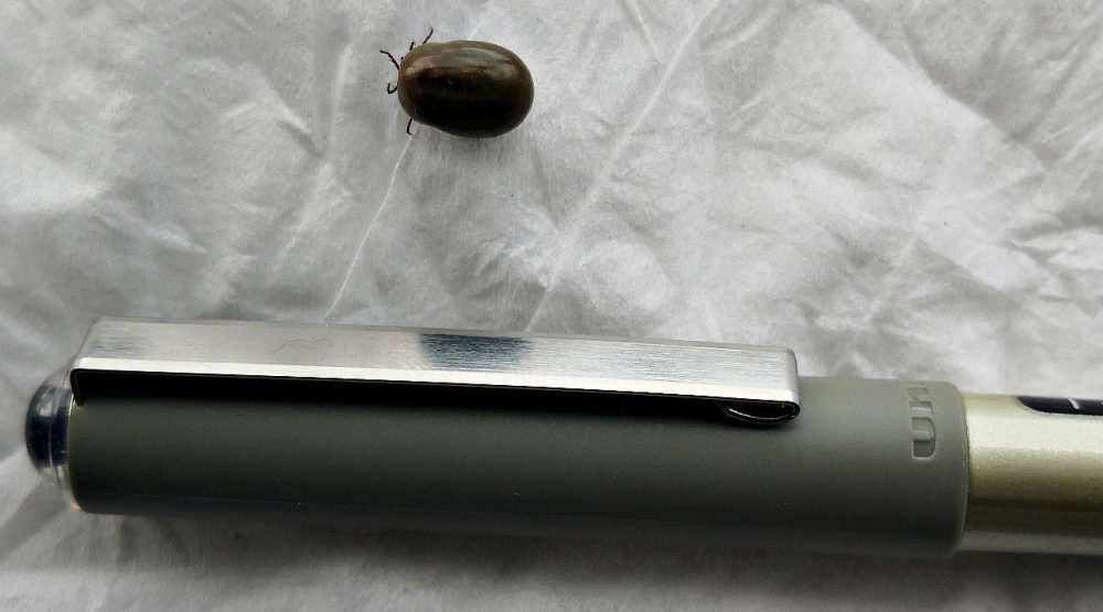 Engorged tick with pen-top comparison Engorged tick with pen-top comparison