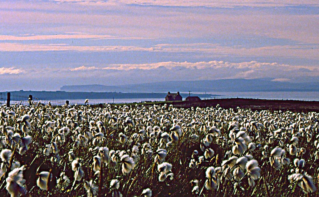 Bog cotton and a view north to Orkney