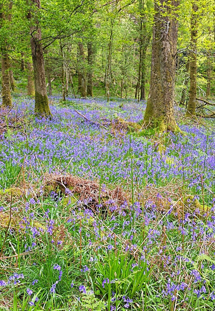 Bluebells - spring on Inchcailloch