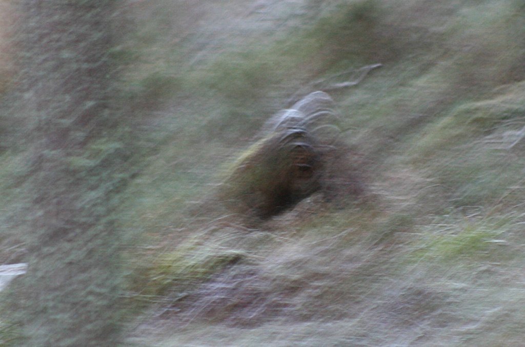 Bigfoot in Scotland - 'Mucklefit'.