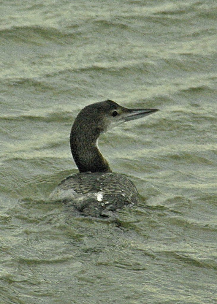 Great Northern diver in winter plumage.