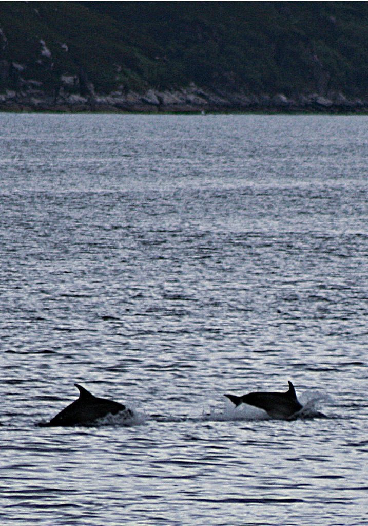 Dolphins, Loch Nevis