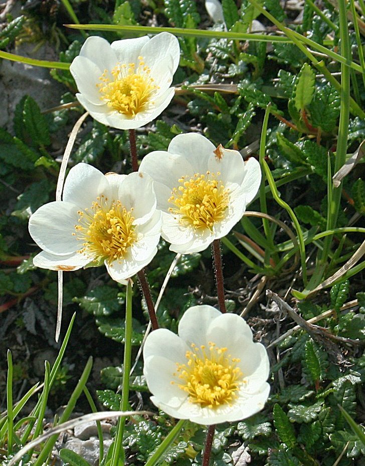 Scotland Traditional Flower Best Flower Site