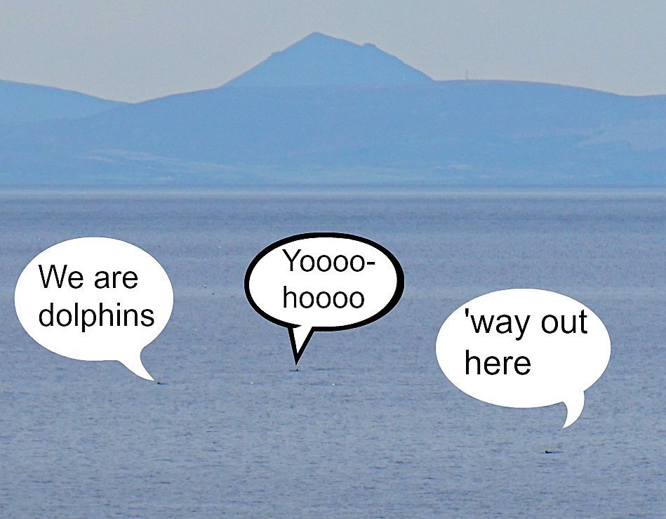 distant dolphins