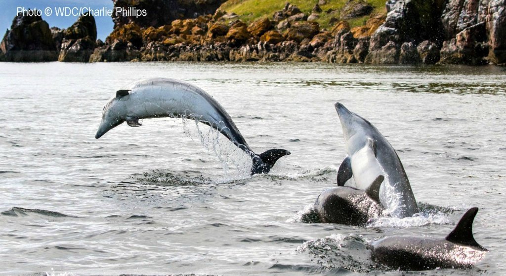 Moray Firth dolphins close inshore