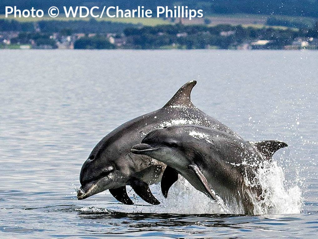 The Moray Firth's dolphins