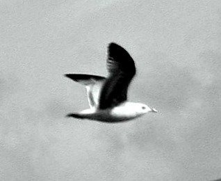 Flying gull making a Nessie shape