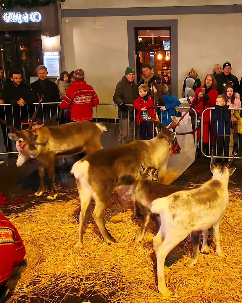 Reindeer - popular at Christmas