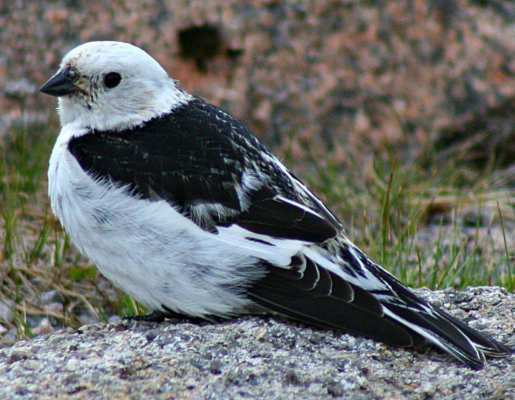 Snow bunting, Cairngorms. Among the birds in Scotland this one is a scarce breeder.