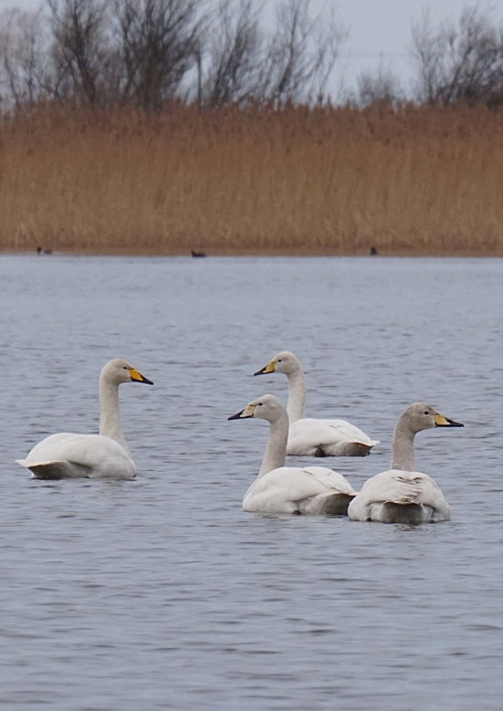 Whooper swans from the hide at the Loch of Spynie, near Elgin, Moray.