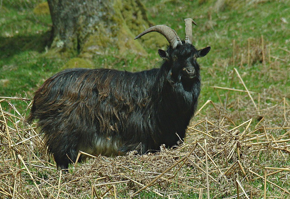 Inversnaid, Loch Lomond, wild goat