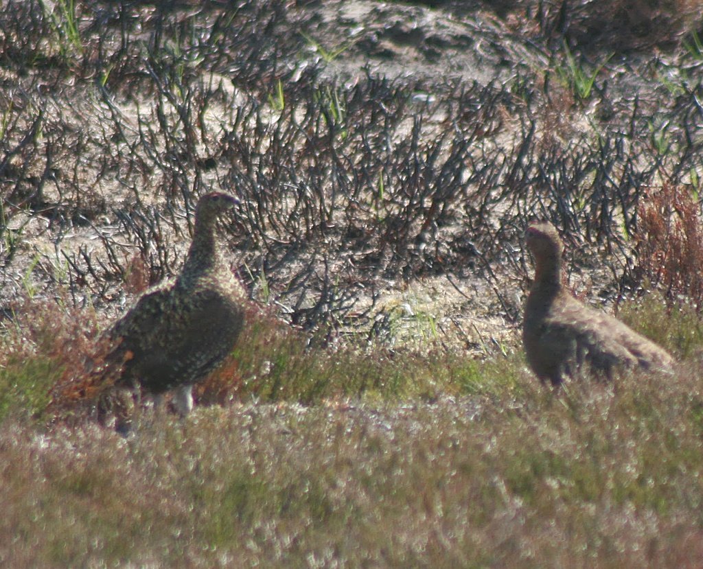Rred grouse and burned heather