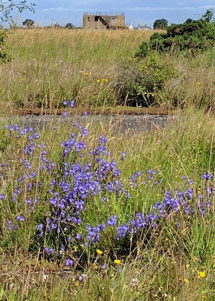RAF Dallachy bluebells on runway RAF Dallachy bluebells on runway