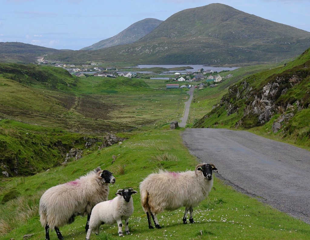 Sheep near Leverburgh, Isle of Harris