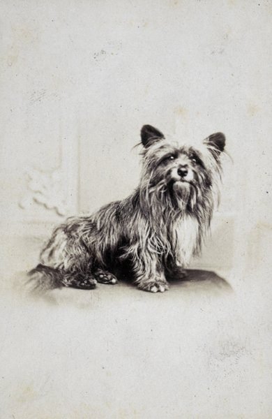 Possibly Greyfriars Bobby Possibly Greyfriars Bobby