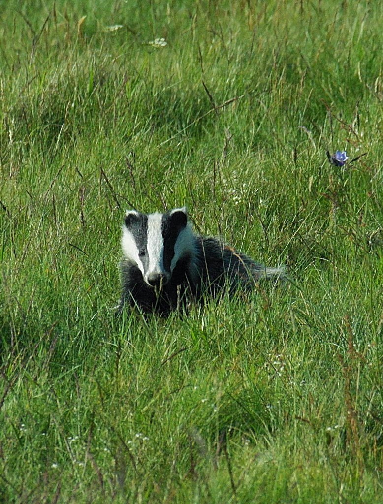 Young badger, July evening Young badger, July evening