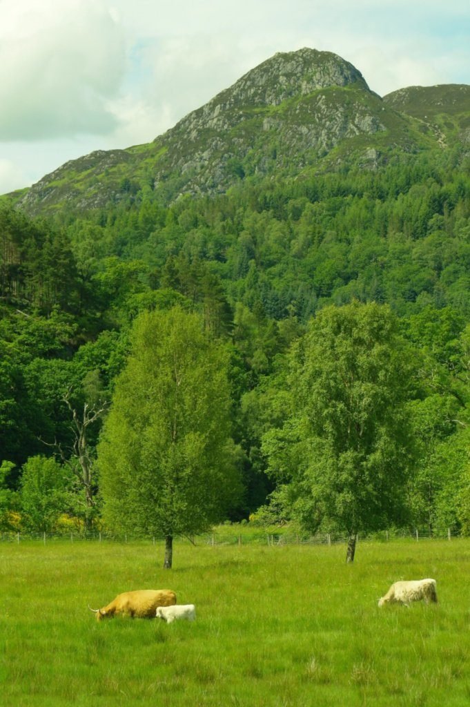 Highland cattle below Ben A'an, Trossachs Highland cattle below Ben A'an, Trossachs