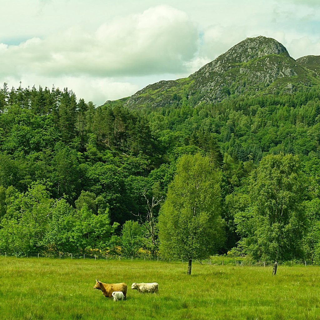 Ben An in the Trossachs Ben An in the Trossachs