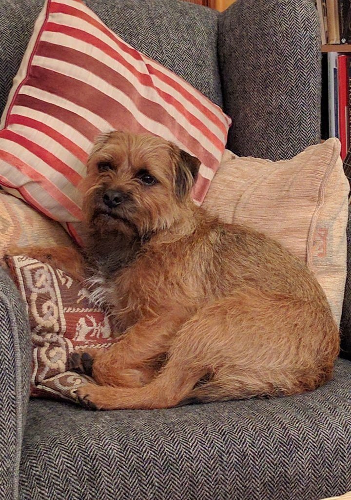Border terrier and cushions Border terrier and cushions