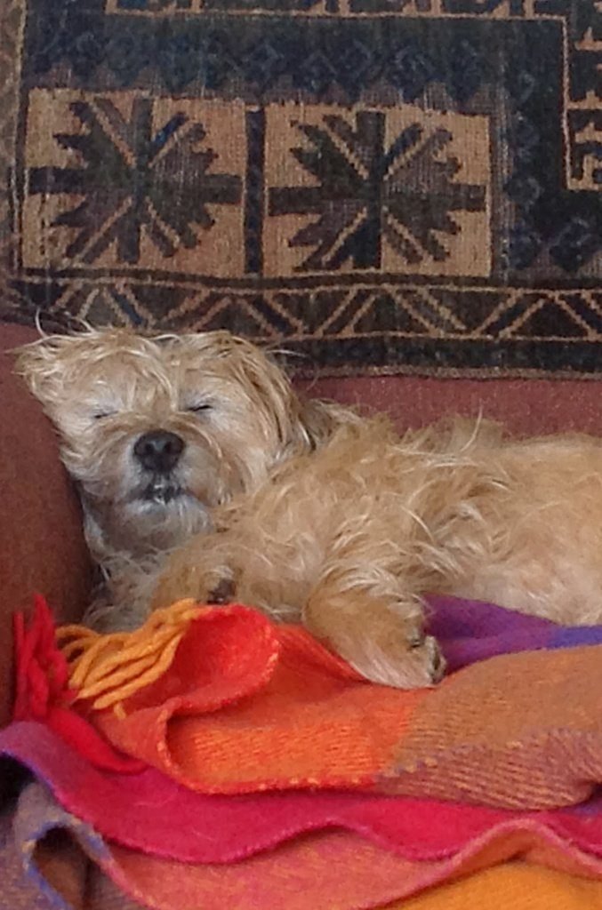 Border terrier reclining Border terrier reclining
