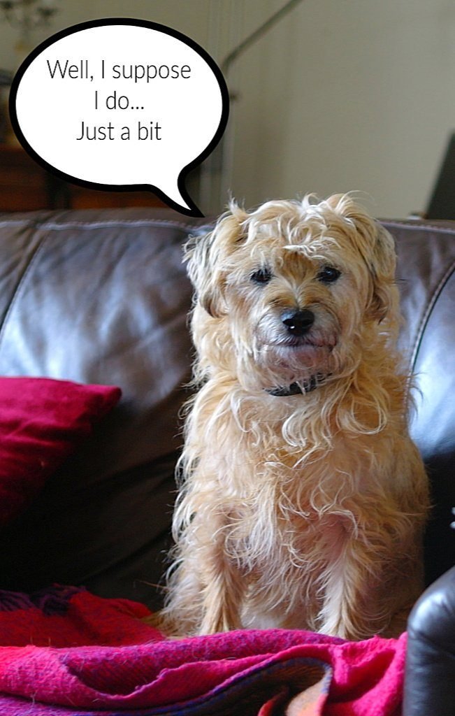 Border terrier pretending to look like Greyfriars Bobby Border terrier pretending to look like Greyfriars Bobby