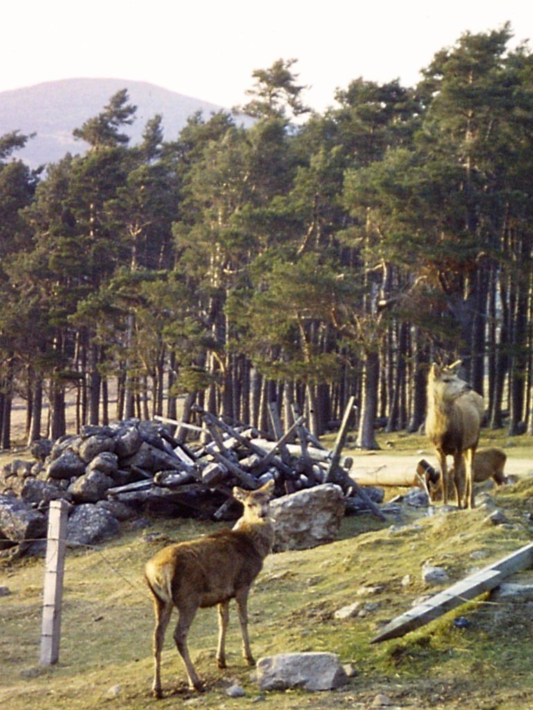 Deer at the road-end, Glen Muick Deer at the road-end, Glen Muick