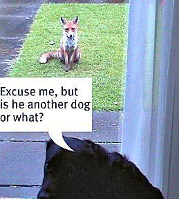 Edinburgh's urban foxes Edinburgh's urban foxes
