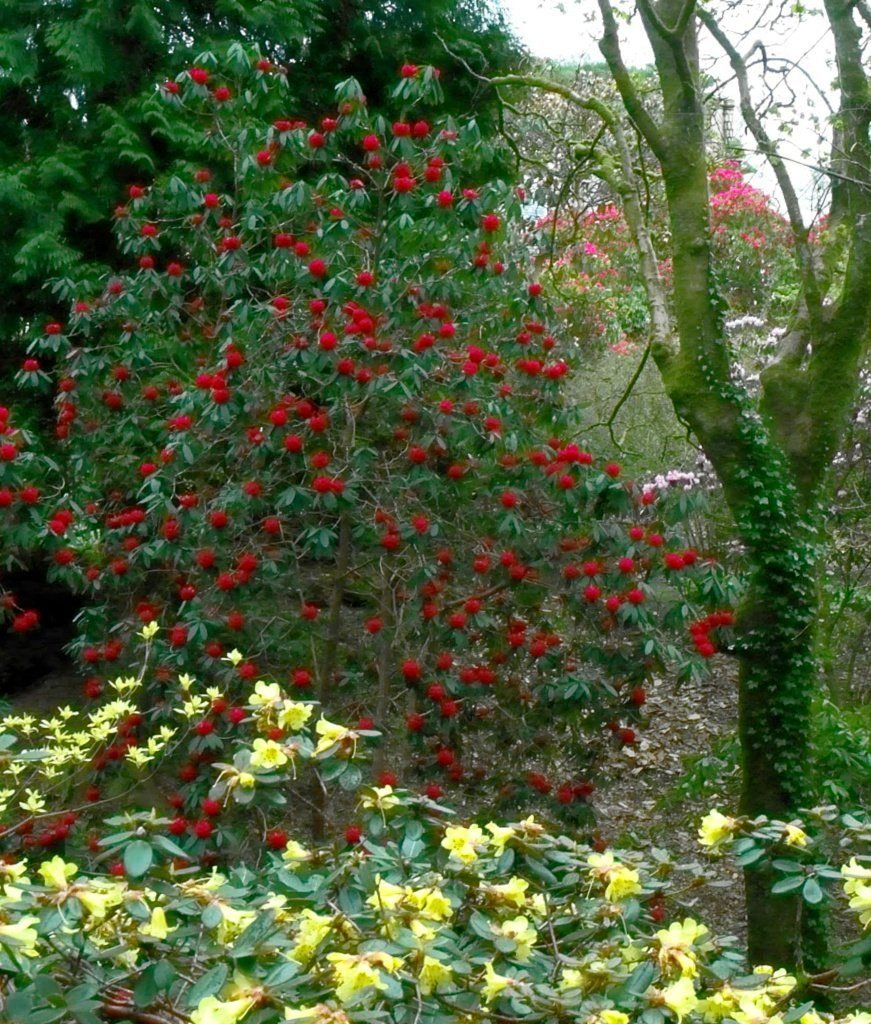 Glenarn Gardens, nr Helensburgh Glenarn Gardens, nr Helensburgh