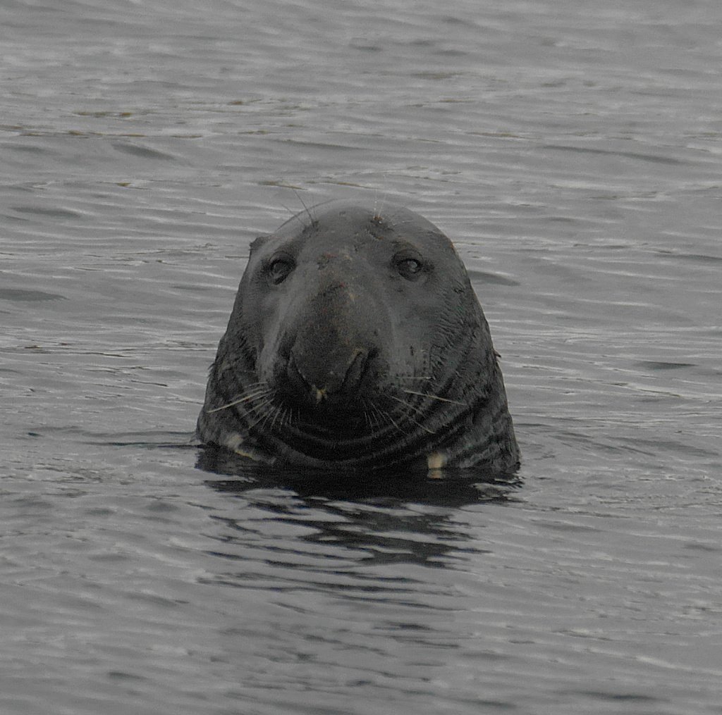 Grey seal, portrait Grey seal, portrait