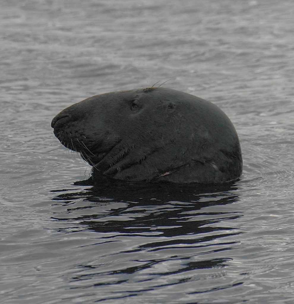 Grey seal profile Grey seal profile