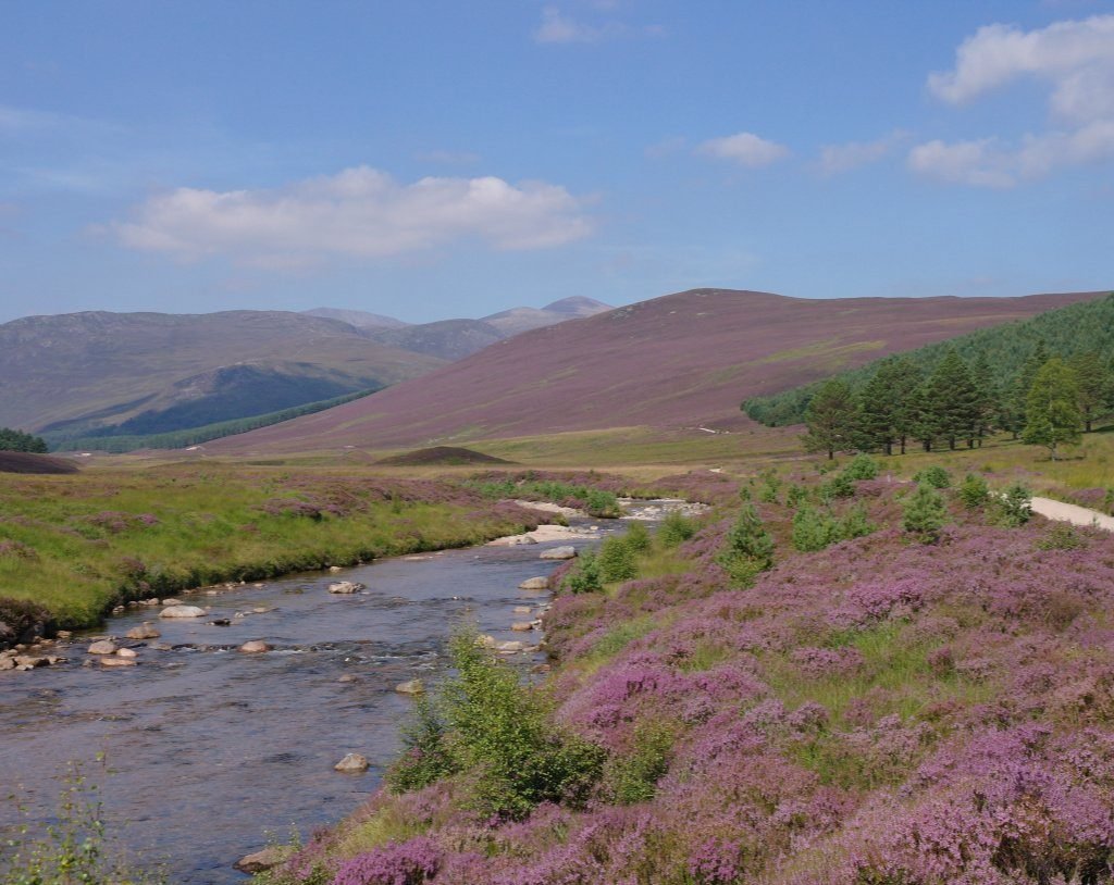 Heather in August by the Lui Water, Aberdeenshire Heather in August by the Lui Water, Aberdeenshire