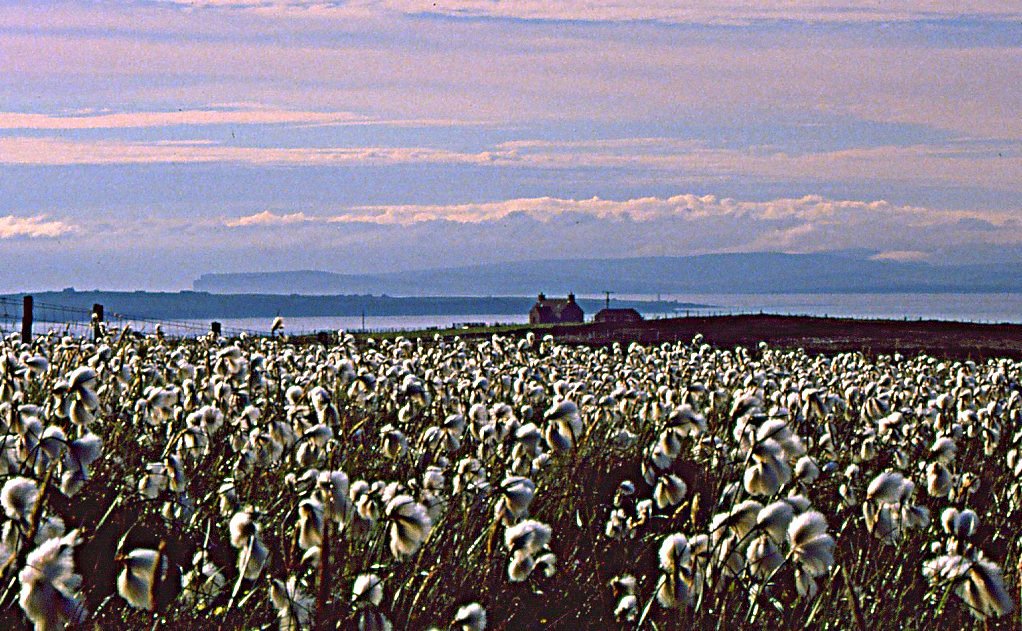 Bog cotton and a view north to Orkney Bog cotton and a view north to Orkney