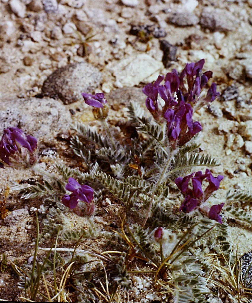 Oxytropis halleri Oxtyropis halleri