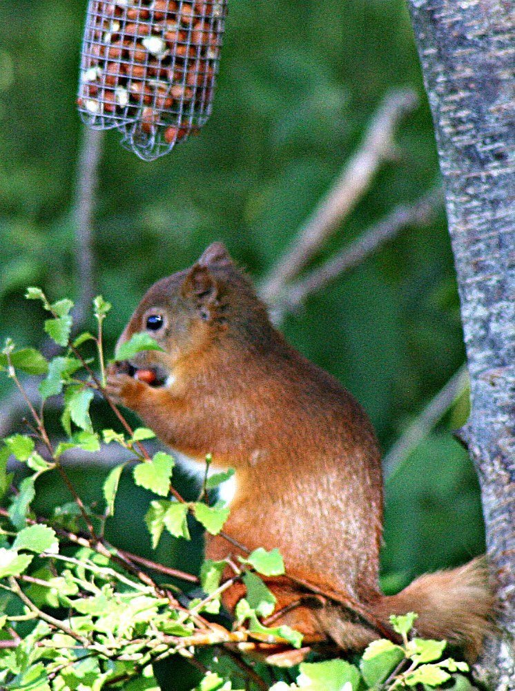 Red squirrel on bird feeder Red squirrel on bird feeder