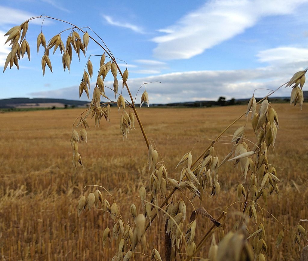 Oats - former Scottish food staple. Oats - former Scottish food staple.