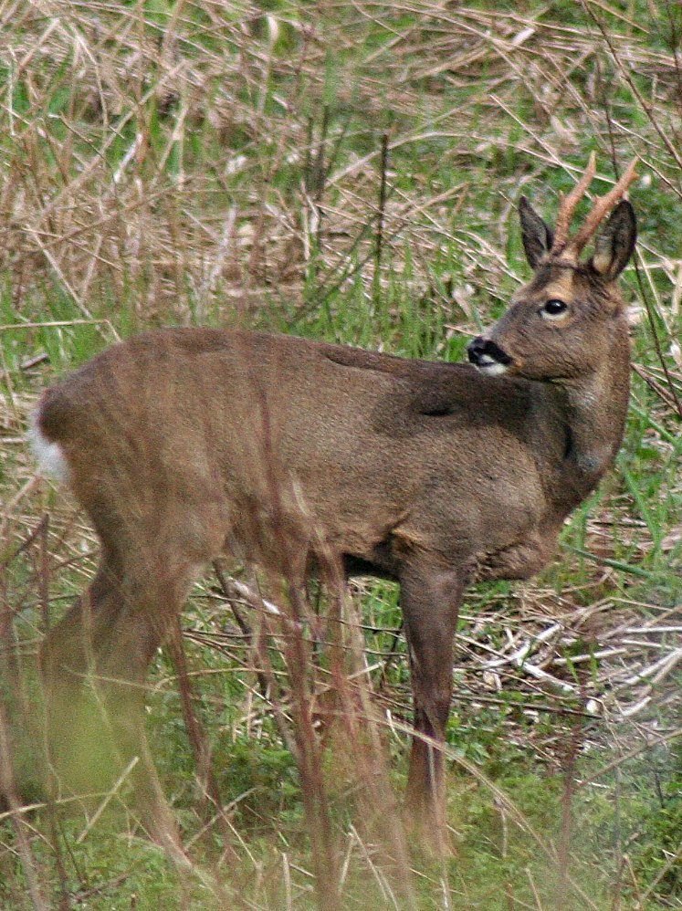 Roebuck, Perthshire Roebuck, Perthshire