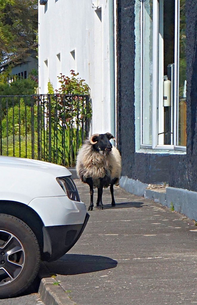 Sheep at MrJoyce's craftshop Sheep at MrJoyce's craftshop