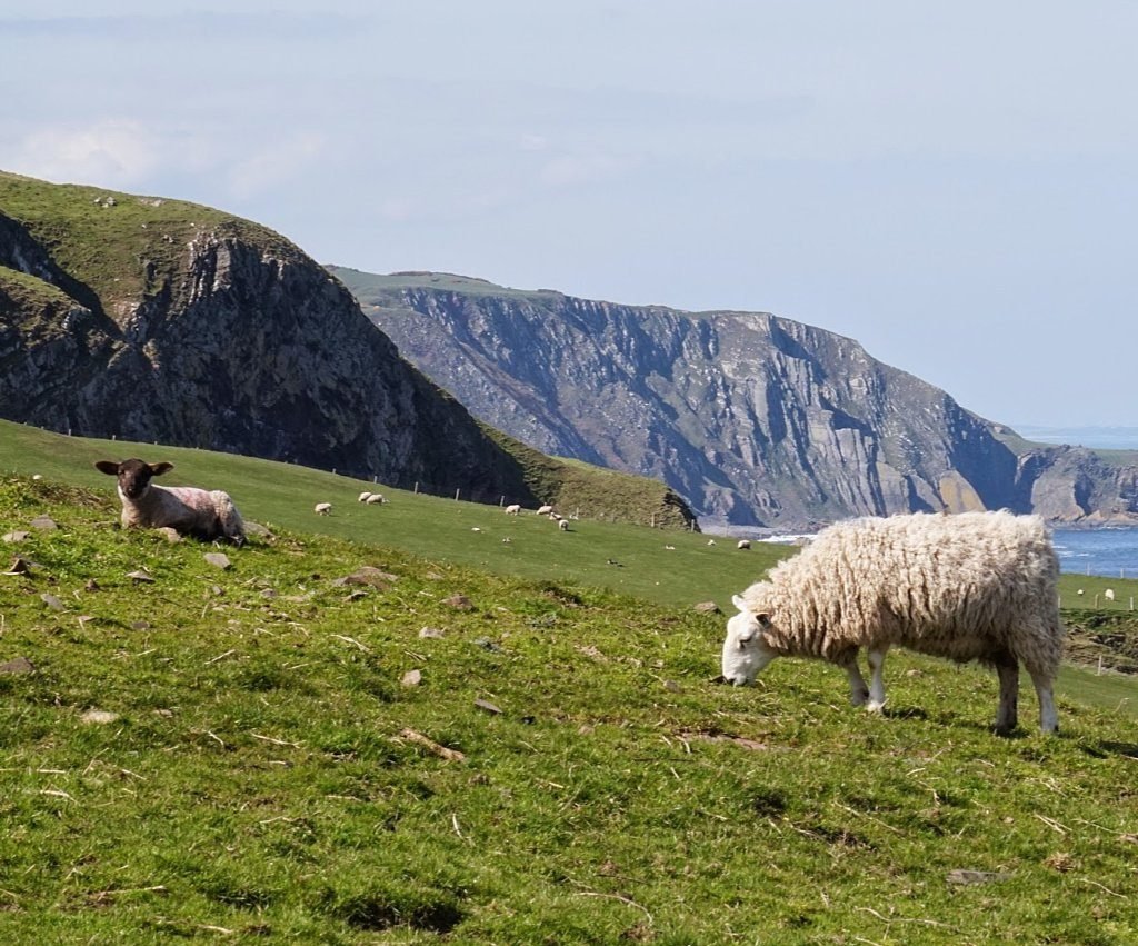 sheep farm tour scotland