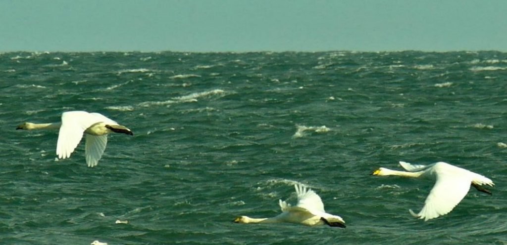 Whooper swans in winter Whooper swans in winter, East Lothian