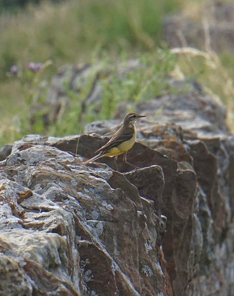 Yellow wagtail Yellow wagtail