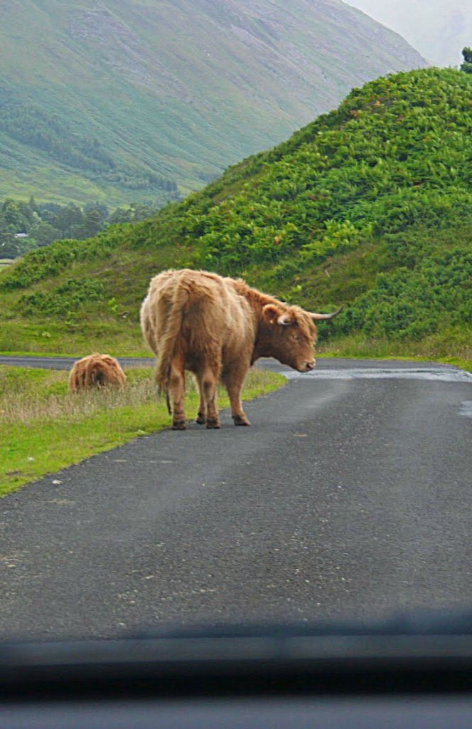 Driving hazard in Glen Lyon Driving hazard in Glen Lyon
