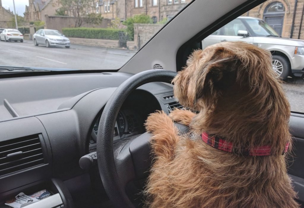 driving-in-scotland-dog-compressor Border terrier driving
