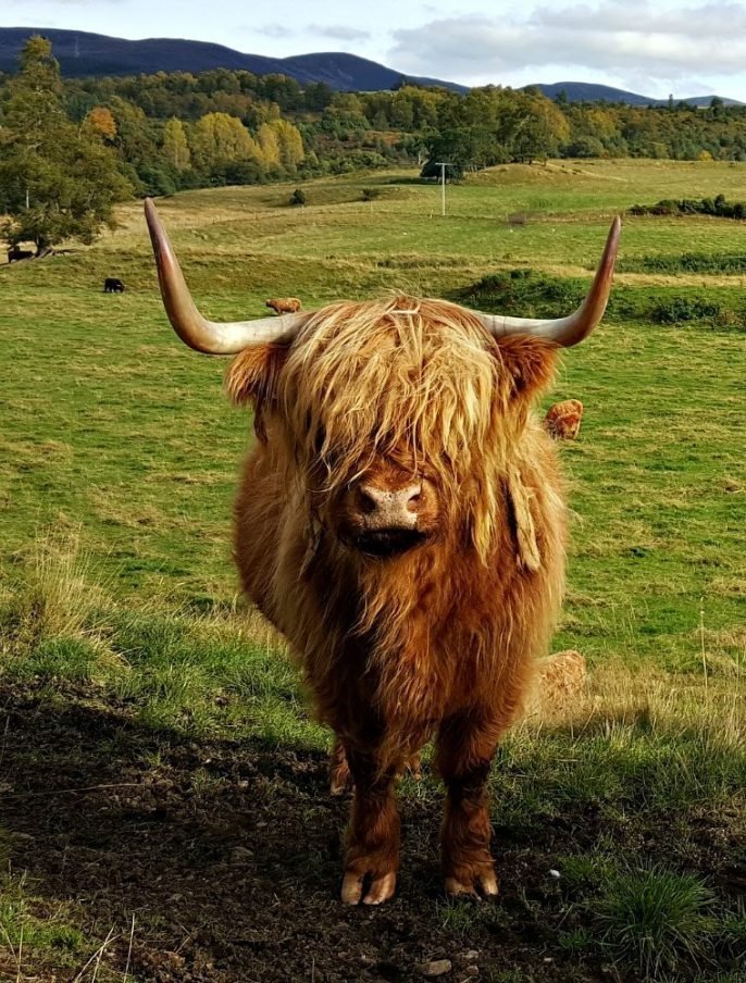 Red Highland Cow Red Highland Cow
