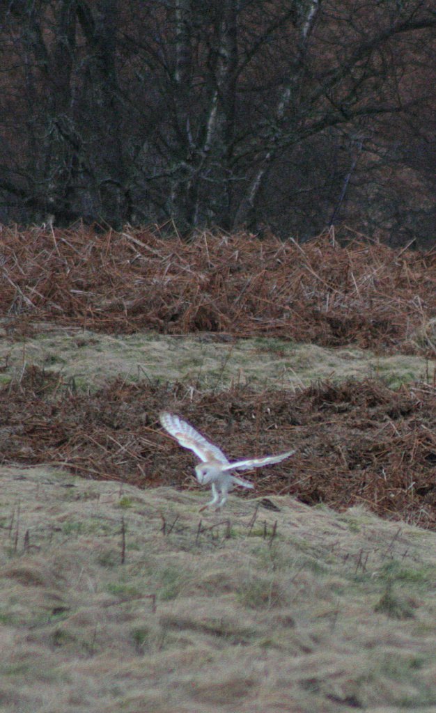 Barn owl, late afternoon (but early for an owl). A world away from birds of prey shows.
