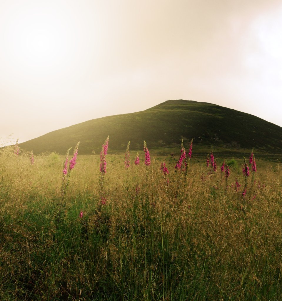 It's July, so the foxgloves are out and lighting a rather gloomy day en route for the Tap o Noth. Is it imagination, or is the hill a little intimidating from this angle?