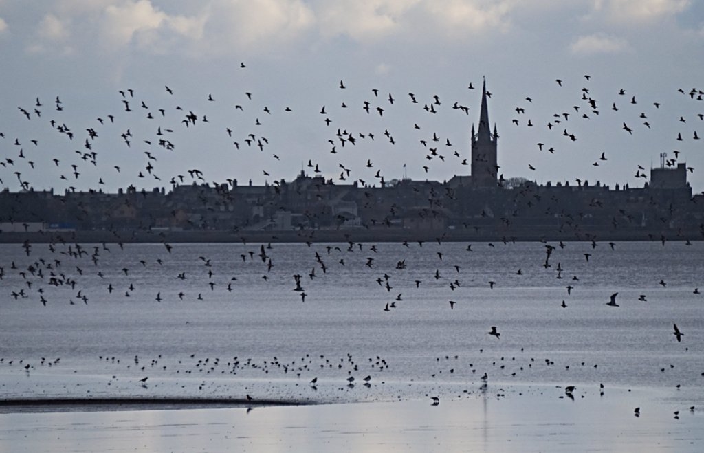 Spires of Montrose seen across the Montrose Basin from the Wigeon Hide in winter.